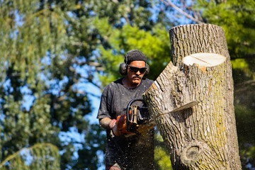 Tree Services